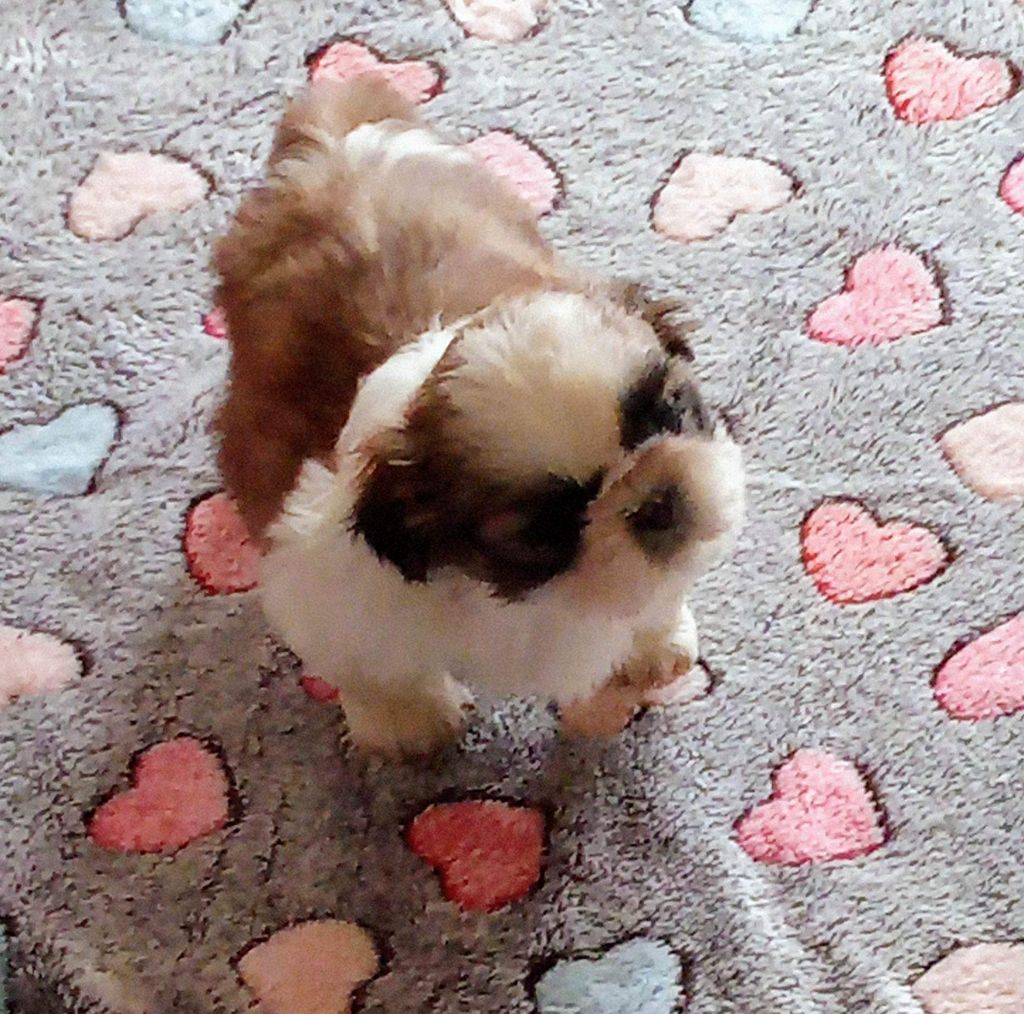 du temple des Mandarins - Chiots disponibles - Shih Tzu