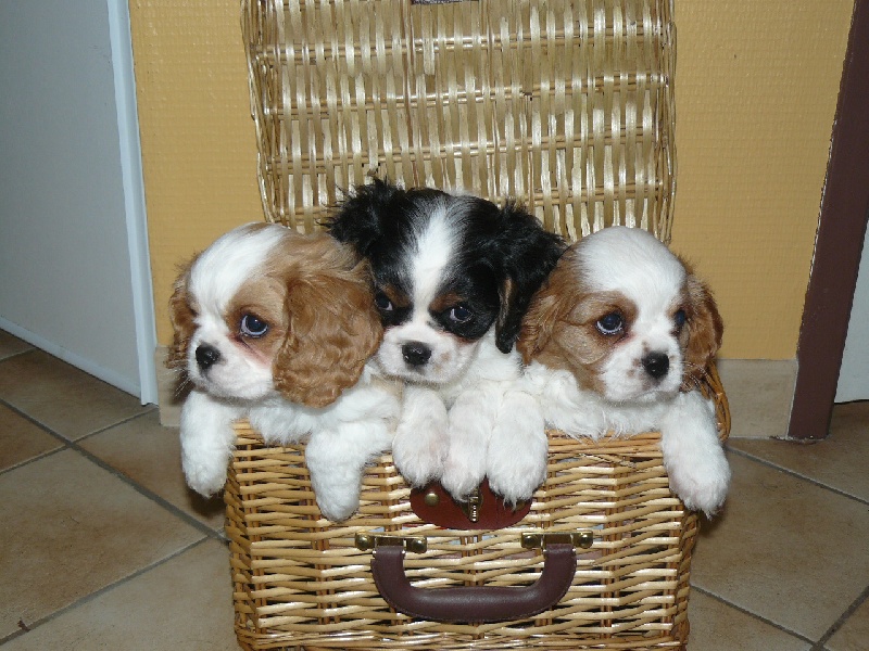 des tribus de Mataoka - Cavalier King Charles Spaniel - Portée née le 06/09/2010