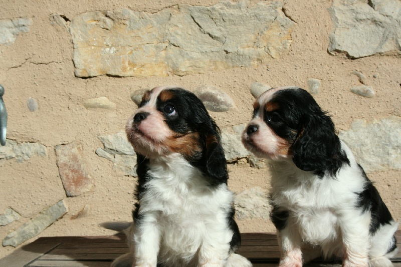 des tribus de Mataoka - Cavalier King Charles Spaniel - Portée née le 03/09/2013