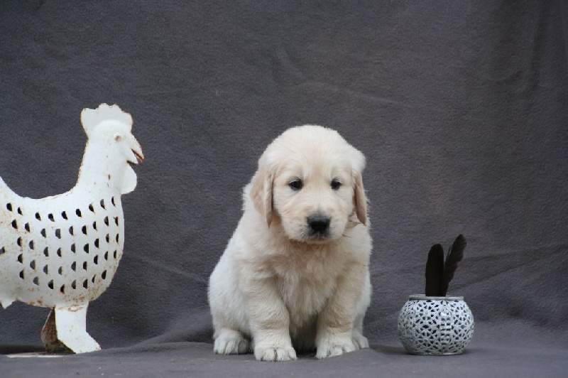 des tribus de Mataoka - Golden Retriever - Portée née le 13/06/2015