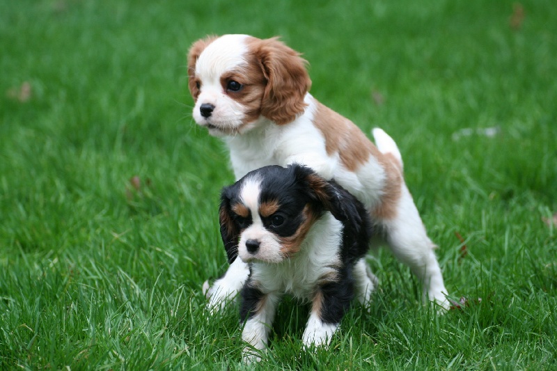 des tribus de Mataoka - Cavalier King Charles Spaniel - Portée née le 30/11/2013