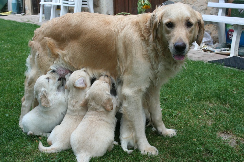 des tribus de Mataoka - Golden Retriever - Portée née le 09/06/2009