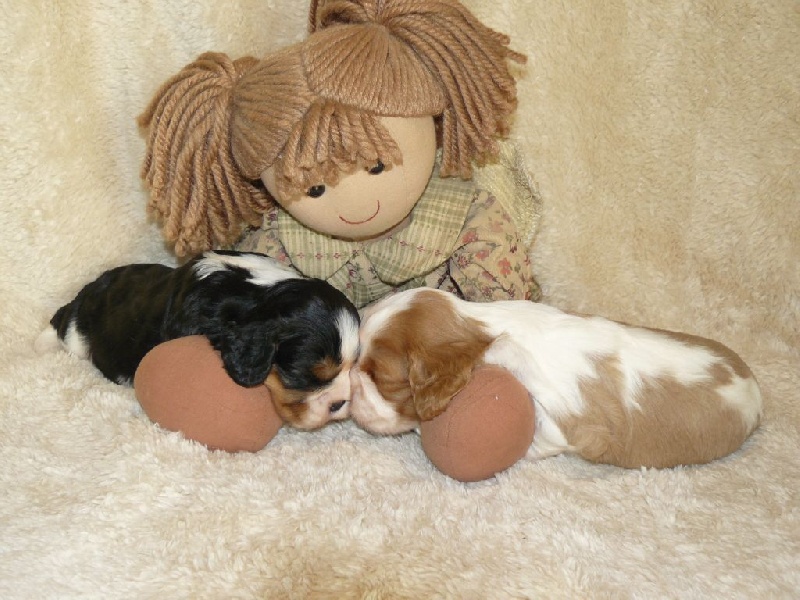 des tribus de Mataoka - Cavalier King Charles Spaniel - Portée née le 29/10/2015