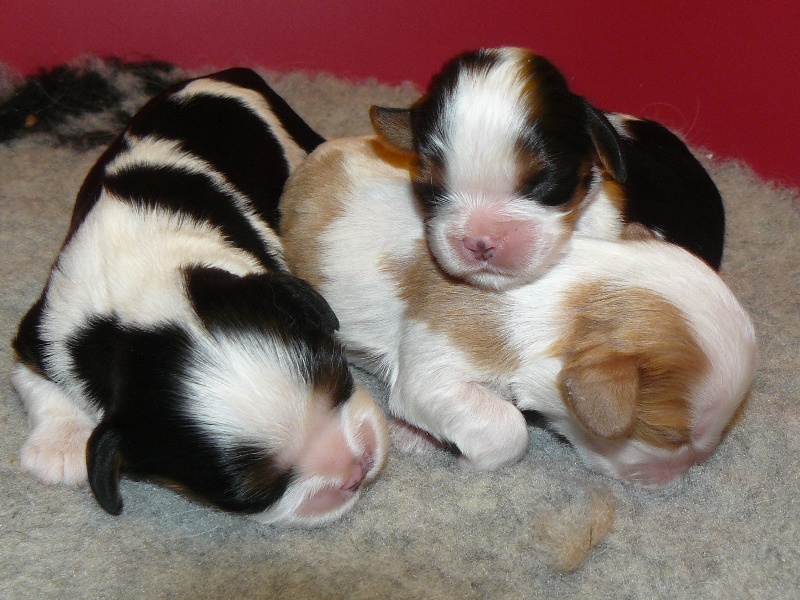 des tribus de Mataoka - Cavalier King Charles Spaniel - Portée née le 20/04/2011