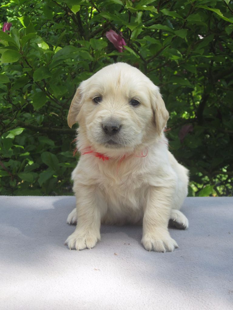 des tribus de Mataoka - Golden Retriever - Portée née le 14/03/2017