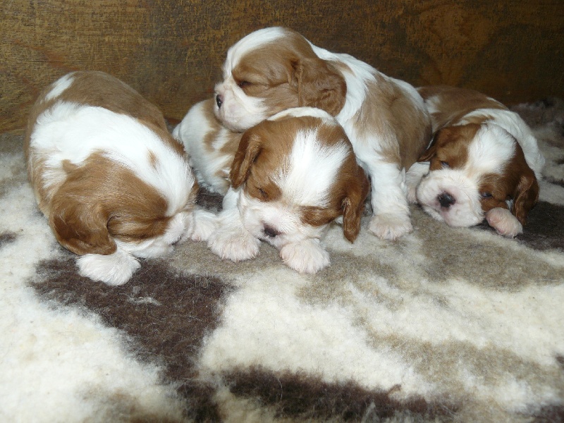 des tribus de Mataoka - Cavalier King Charles Spaniel - Portée née le 25/01/2014