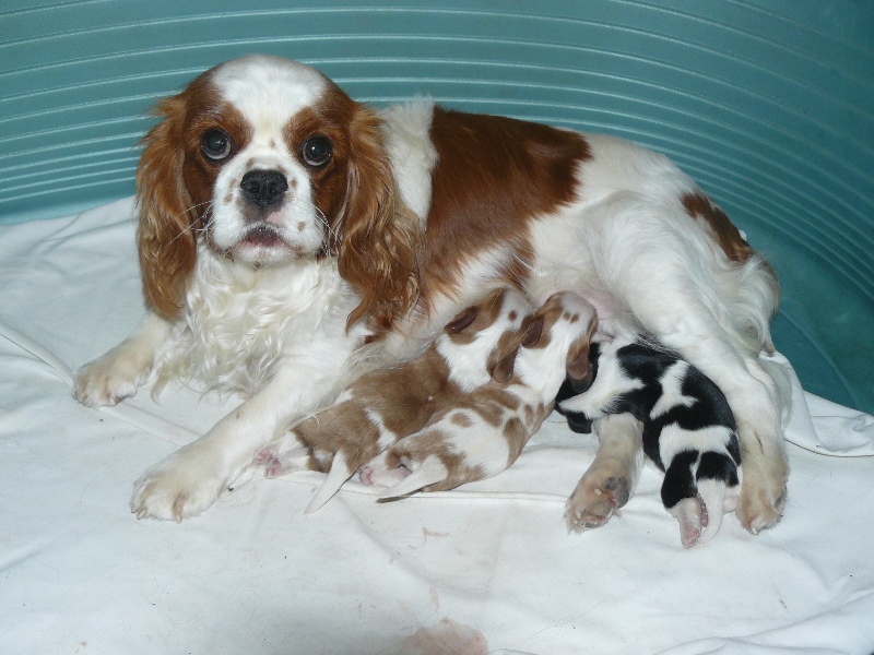 des tribus de Mataoka - Cavalier King Charles Spaniel - Portée née le 20/10/2012