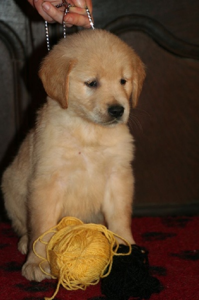 des tribus de Mataoka - Golden Retriever - Portée née le 05/12/2014