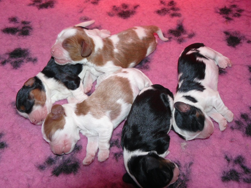 des tribus de Mataoka - Cavalier King Charles Spaniel - Portée née le 25/12/2010