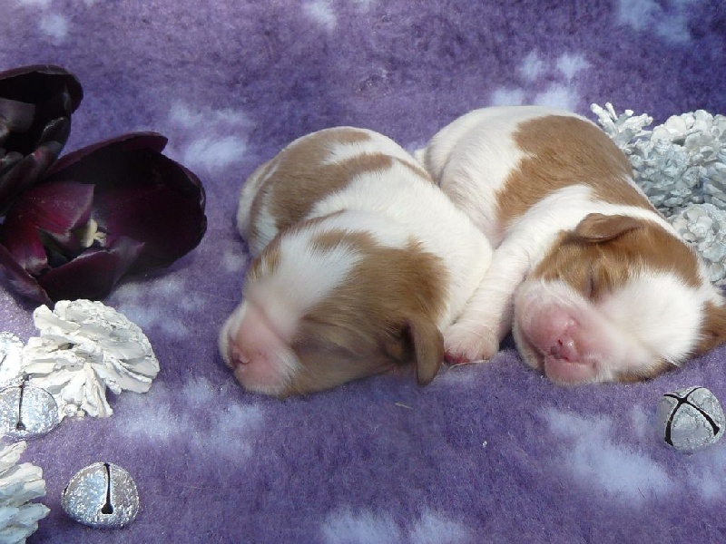 des tribus de Mataoka - Cavalier King Charles Spaniel - Portée née le 15/04/2015