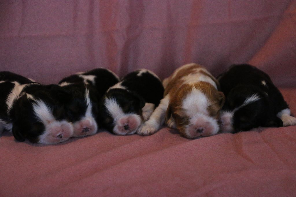 des tribus de Mataoka - Cavalier King Charles Spaniel - Portée née le 17/02/2018