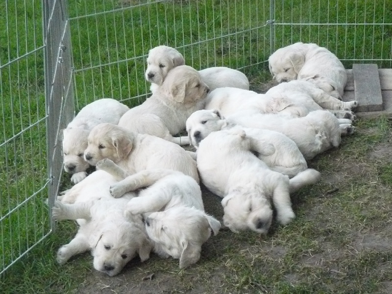 des tribus de Mataoka - Golden Retriever - Portée née le 20/05/2010