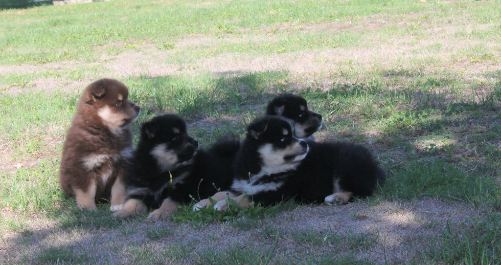 de la vallée de la Veude - Nouvelles photos des chiots!