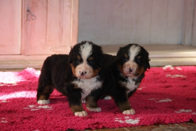 Chiot Bouvier Bernois de la vallée de la Veude