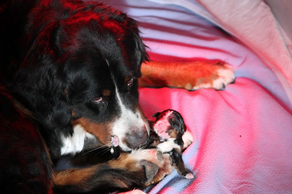 Chiot Bouvier Bernois de la vallée de la Veude