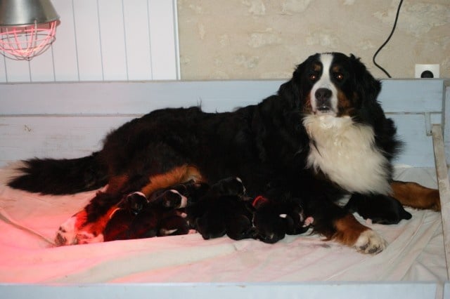 Chiot Bouvier Bernois de la vallée de la Veude