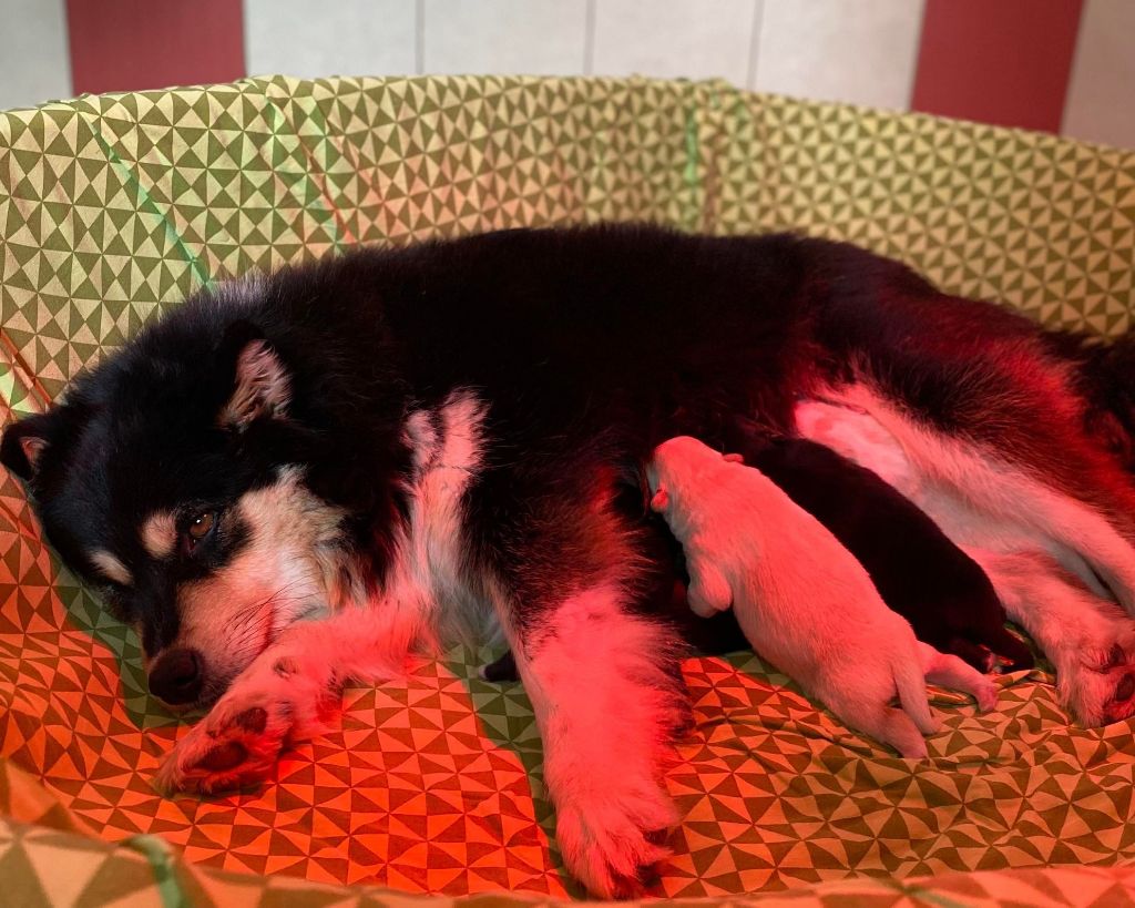 Chiot Chien finnois de Laponie de la vallée de la Veude