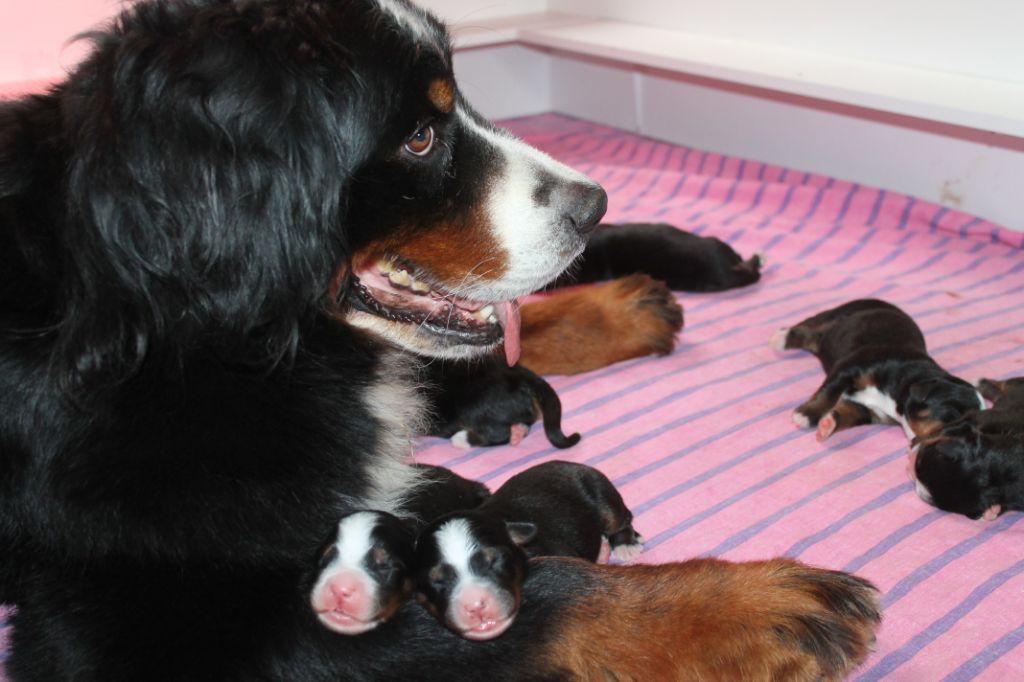 Chiot Bouvier Bernois de la vallée de la Veude