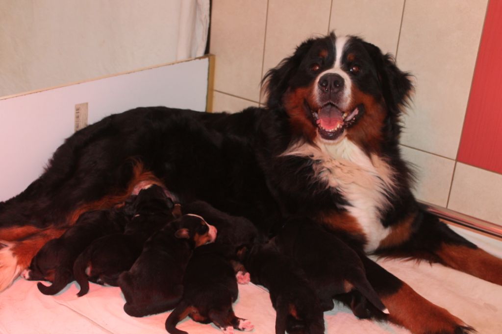 Chiot Bouvier Bernois de la vallée de la Veude