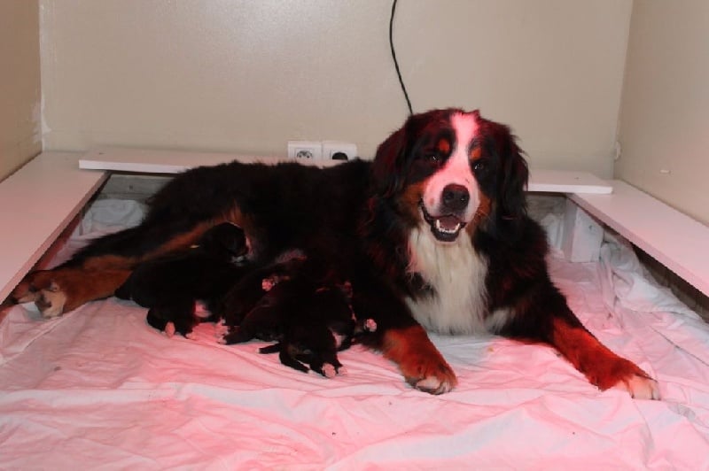 Chiot Bouvier Bernois de la vallée de la Veude