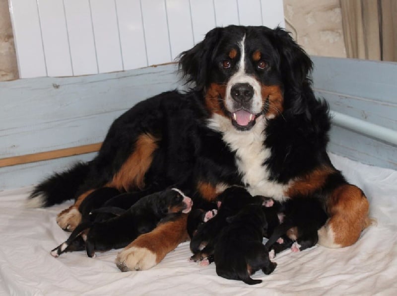 Chiot Bouvier Bernois de la vallée de la Veude