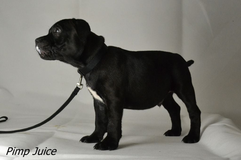 des kitchou'Pitchou - Chiots disponibles - Staffordshire Bull Terrier