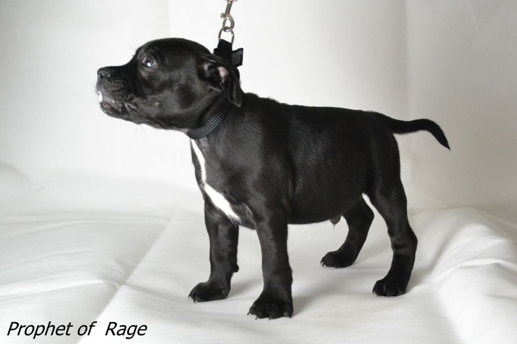 des kitchou'Pitchou - Chiots disponibles - Staffordshire Bull Terrier