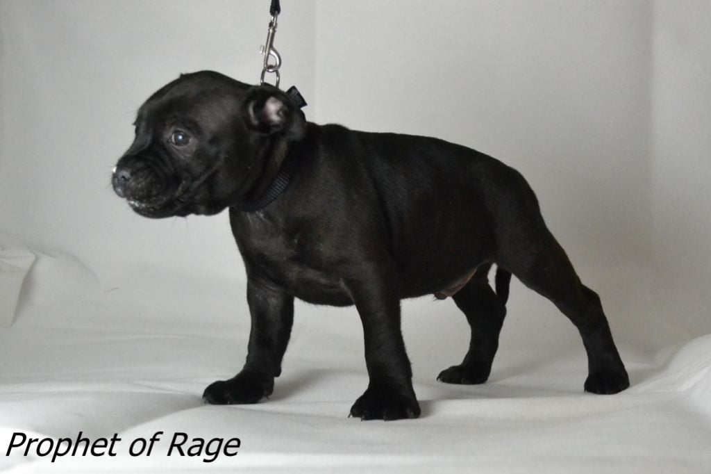 des kitchou'Pitchou - Chiots disponibles - Staffordshire Bull Terrier