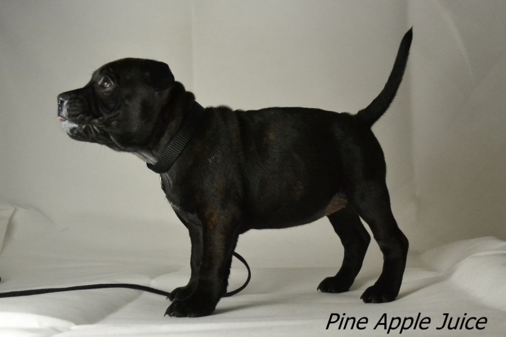 des kitchou'Pitchou - Chiots disponibles - Staffordshire Bull Terrier