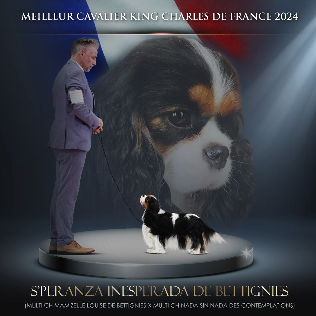 de Bettignies - Meilleur Cavalier King Charles de France 2024