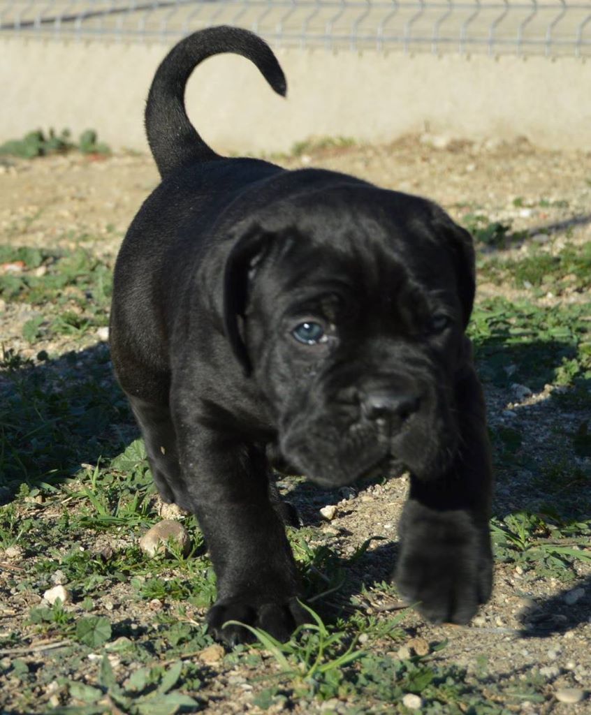 Rayla di Cors - Chiots disponibles - Cane Corso