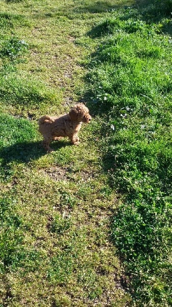 des Papillons du Marais - Chiots disponibles - Caniche