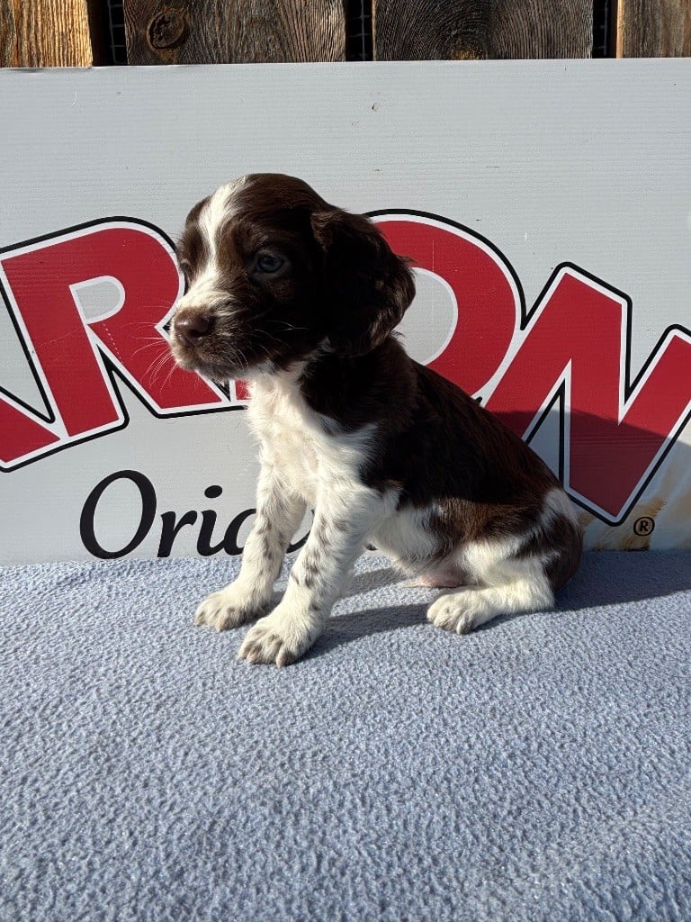 du chemin des cavaliers - Chiots disponibles - English Springer Spaniel