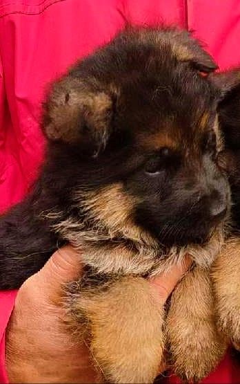 Vom haus thalie - Chiots disponibles - Berger Allemand