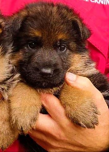 Vom haus thalie - Chiots disponibles - Berger Allemand