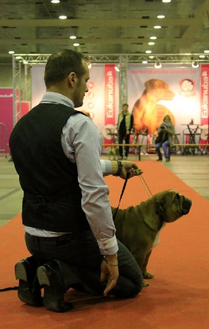 des bulls des hautes falaises - Bruxelles dogshow