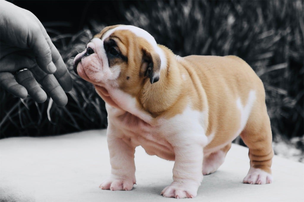 des bulls des hautes falaises - Chiots disponibles - Bulldog Anglais