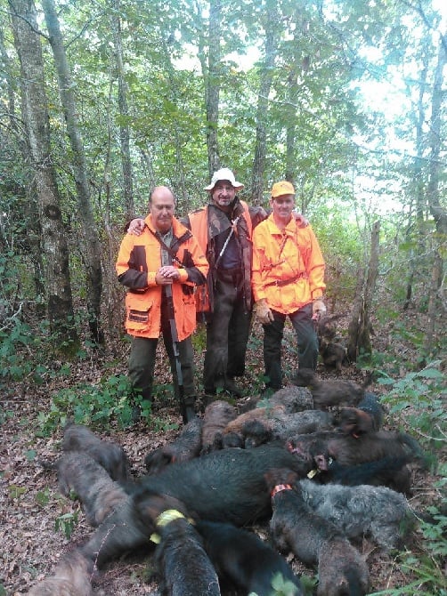 des landes de Saint Martin - Chasse du 30 septembre 2016 sanglier