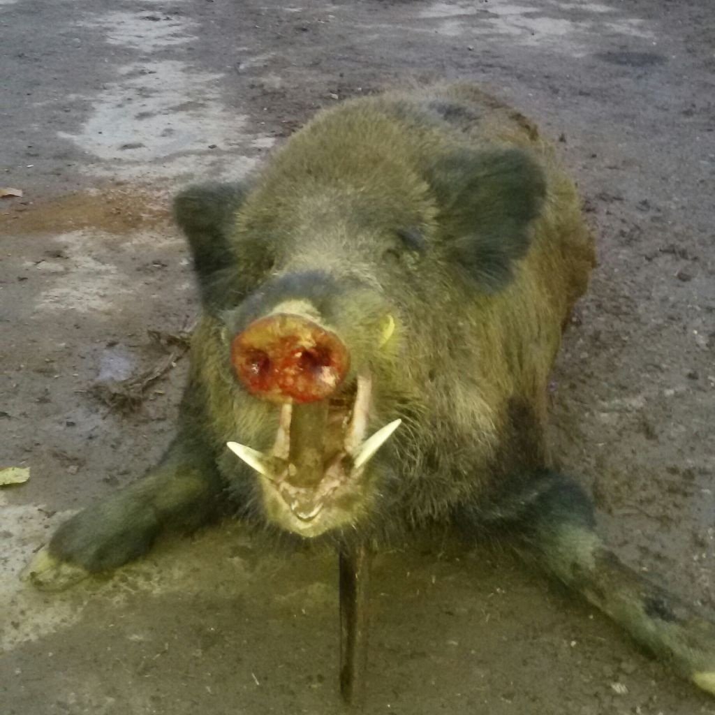 des landes de Saint Martin - Chasse du 2 novembre 2014 