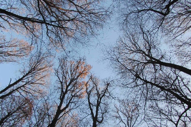 des landes de Saint Martin - Chasse du 1er Décembre 2016