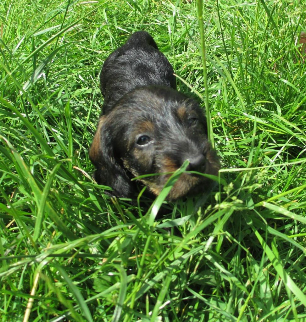 des landes de Saint Martin - Chiots disponibles - Teckel poil dur