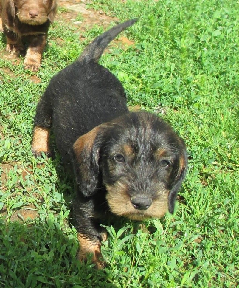 des landes de Saint Martin - Chiots disponibles - Teckel poil dur