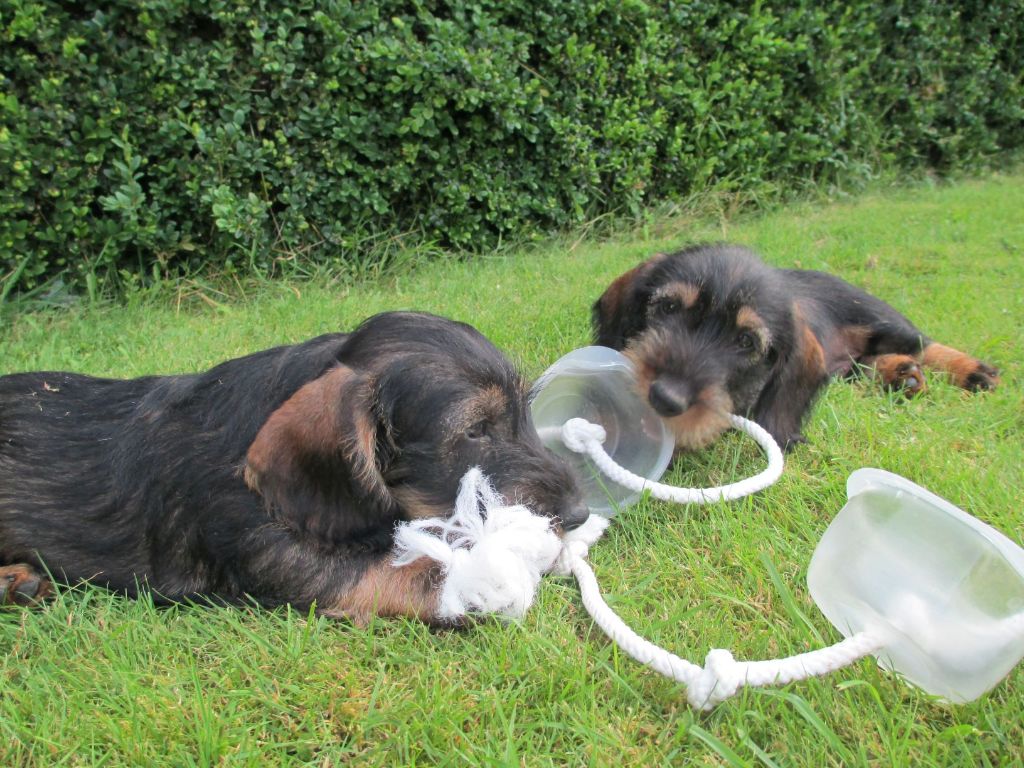 Chiot Teckel poil dur des landes de Saint Martin