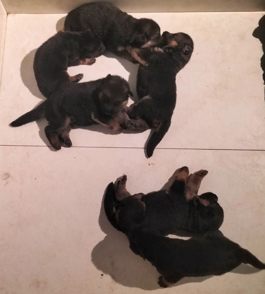 de l'albanais - Chiots disponibles - Berger Allemand