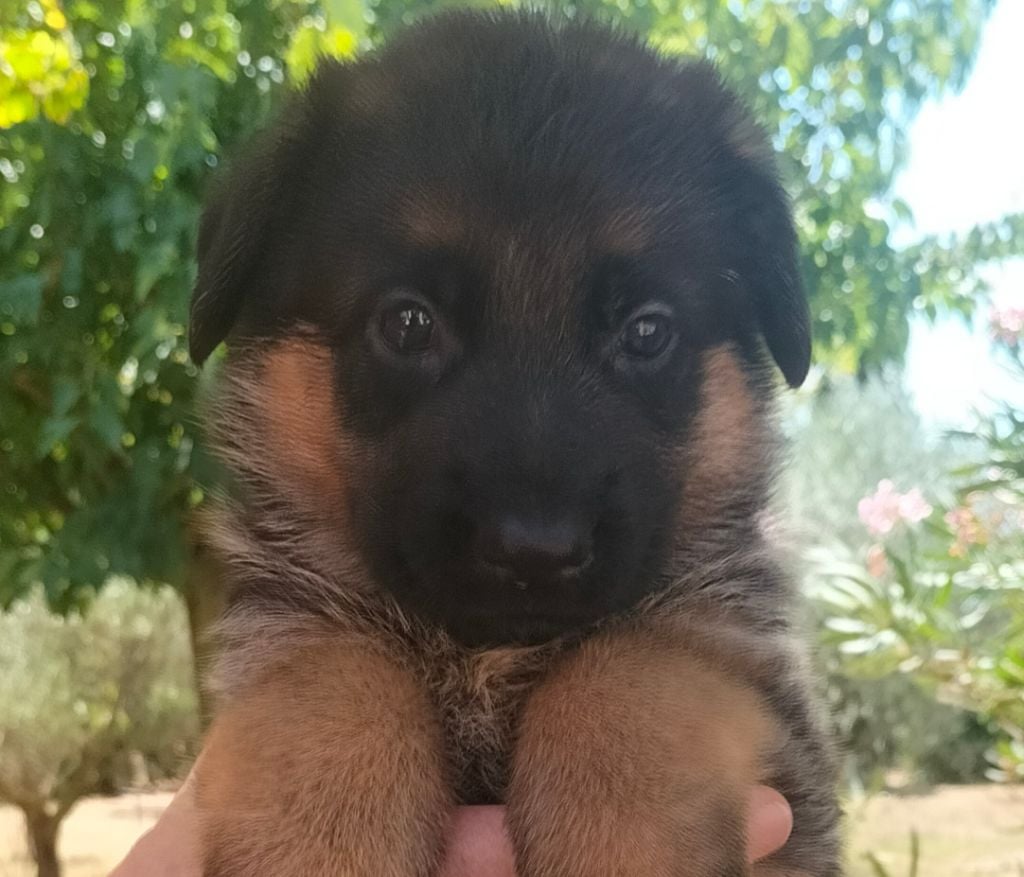 de l'albanais - Chiots disponibles - Berger Allemand