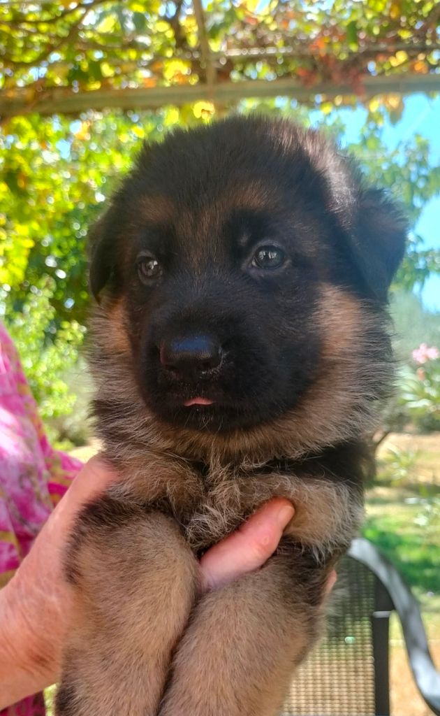 de l'albanais - Chiots disponibles - Berger Allemand