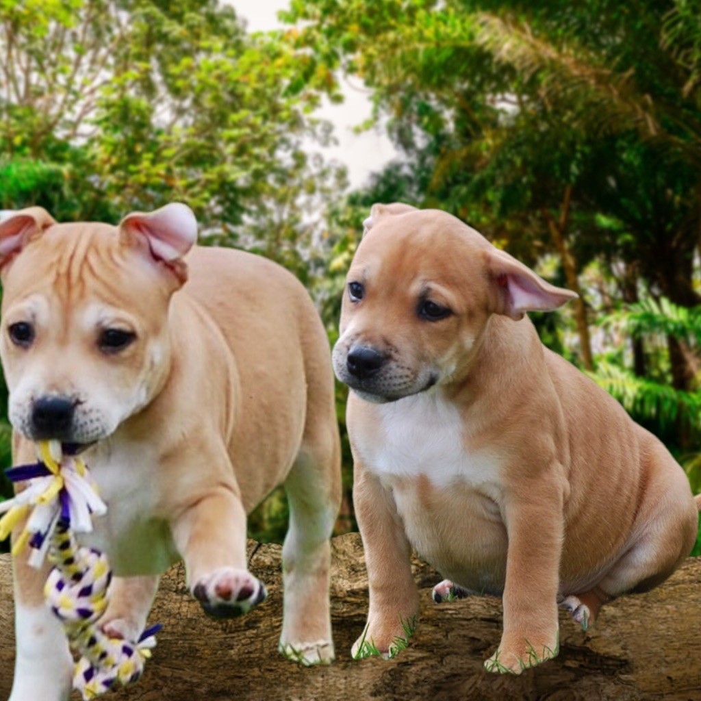 Chiot Staffordshire Bull Terrier Zadatis