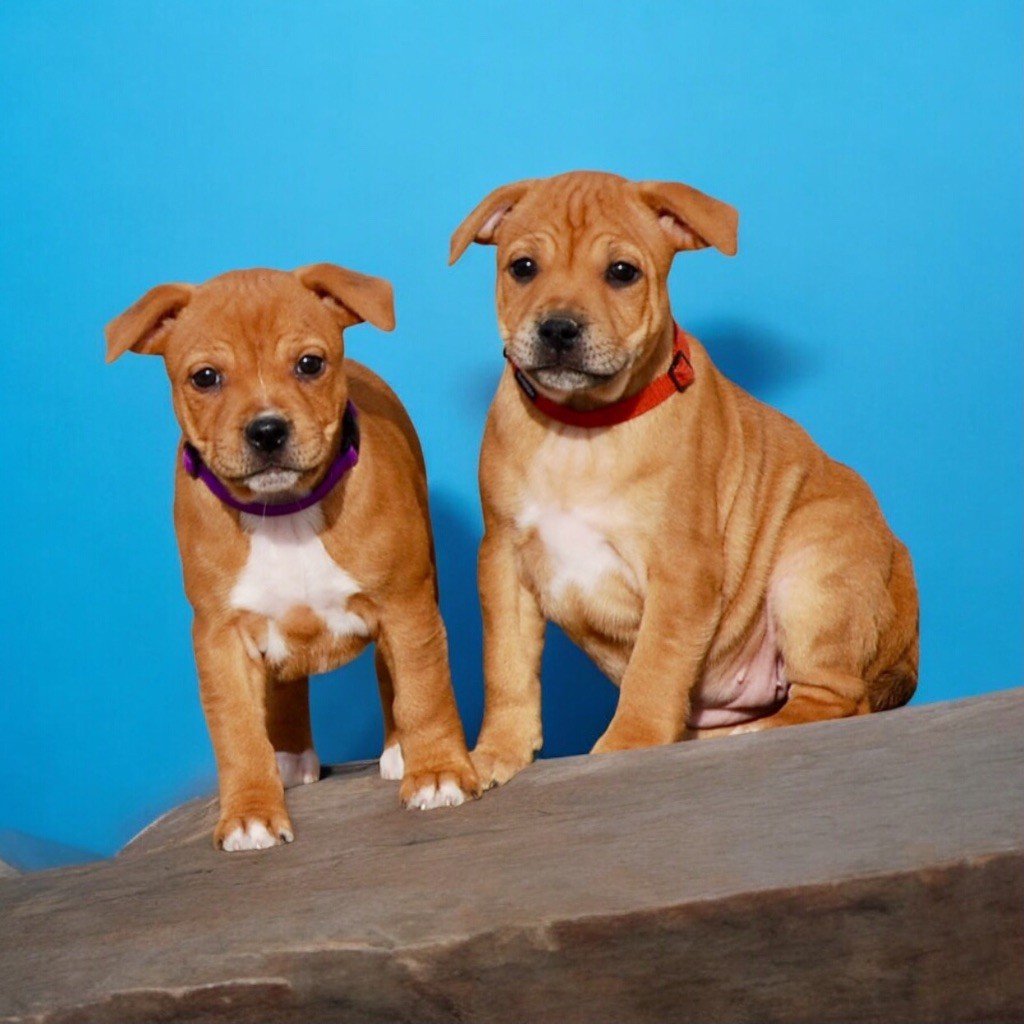 Zadatis - Chiots disponibles - Staffordshire Bull Terrier