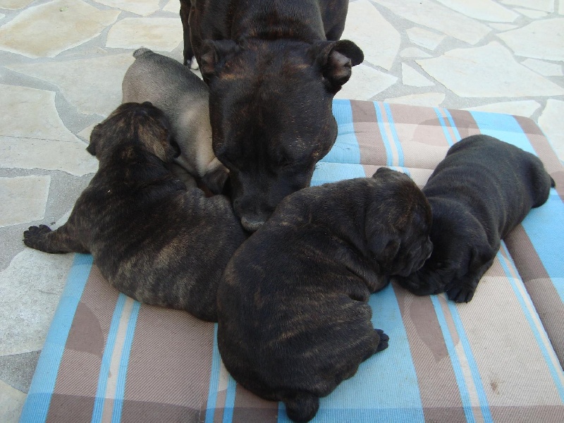 du clan des Boulapat - Staffordshire Bull Terrier - Portée née le 15/03/2011