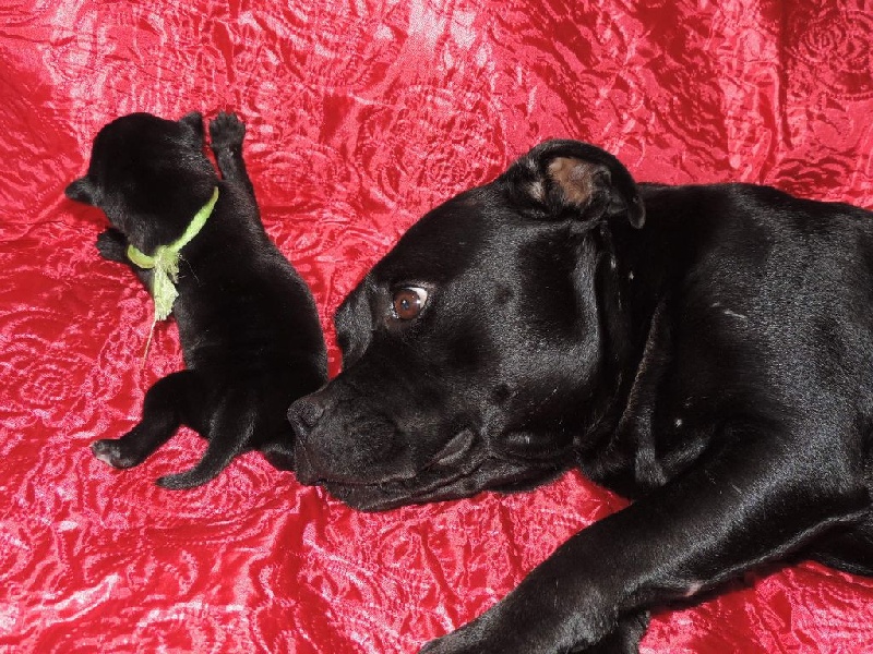 du clan des Boulapat - Staffordshire Bull Terrier - Portée née le 22/06/2014